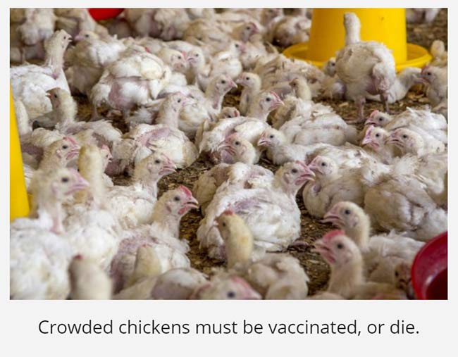 Foto: ”Tætpakkede kyllinger skal vaccineres – eller dø”. Screenshot & credit: <https://covidcandy.net/coronavirus/a-new-mutation-threatens-a-fragile-recovery/>